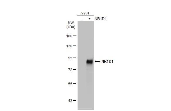 Non-transfected (-) and transfected (+) 293T whole cell extracts (30 ug) were separated by 7.5% SDS-PAGE, and the membrane was blotted with NR1D1 antibody (NBP2-19574) diluted at 1:5000. The HRP-conjugated anti-rabbit IgG antibody  was used to detect the primary antibody. 