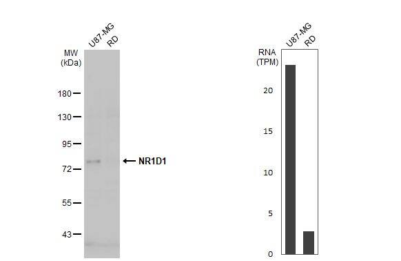 Various whole cell extracts (30 ug) were separated by 7.5% SDS-PAGE, and the membrane was blotted with NR1D1 antibody (NBP2-19574) diluted at 1:1000. The HRP-conjugated anti-rabbit IgG antibody  was used to detect the primary antibody, and the signal was developed with Trident ECL plus-Enhanced. Corresponding RNA expression data for the same cell lines are based on Human Protein Atlas program. 