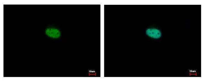 NR1D2 antibody [N3C2], Internal detects NR1D2 protein at Nucleus by immunofluorescent analysis. Sample: HeLa cells were fixed in 4% paraformaldehyde at RT for 15 min.Green: NR1D2 protein stained by NR1D2 antibody [N3C2], Internal (NBP2-19576) diluted at 1:500.Blue: Hoechst 33343 staining. 