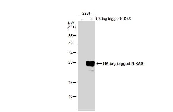 Western Blot NRAS Antibody