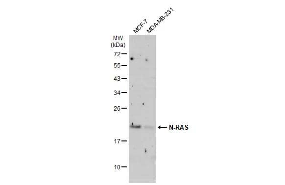 Western Blot NRAS Antibody