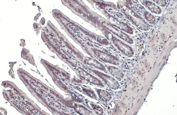 Immunohistochemistry-Paraffin: Nrf1 Antibody [NBP2-19586] - Nrf1 antibody detects Nrf1 protein at nucleus by immunohistochemical analysis.Sample: Paraffin-embedded mouse intestine.Nrf1 stained by Nrf1 antibody (NBP2-19586) diluted at 1:500.Antigen Retrieval: Citrate buffer, pH 6.0, 15 min