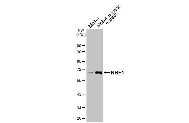 Western Blot Nrf1 Antibody - BSA Free