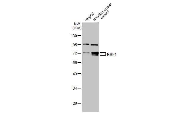 Western Blot Nrf1 Antibody - BSA Free