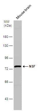 Mouse tissue extract (50 ug) was separated by 7.5% SDS-PAGE, and the membrane was blotted with NSF antibody [N3C3] (NBP2-19592) diluted at 1:1000. 