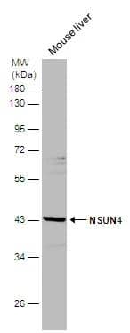 Mouse tissue extract (50 ug) was separated by 10% SDS-PAGE, and the membrane was blotted with NSUN4 antibody [N1C2] (NBP2-19594) diluted at 1:500. 