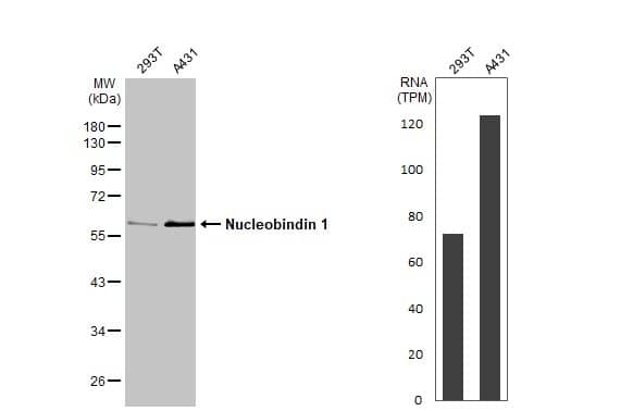 Various whole cell extracts (30 ug) were separated by 10% SDS-PAGE, and the membrane was blotted with Nucleobindin 1 antibody [HL2530] (NBP2-19601) diluted at 1:1000. The HRP-conjugated anti-rabbit IgG antibody  was used to detect the primary antibody. Corresponding RNA expression data for the same cell lines are based on Human Protein Atlas program. 