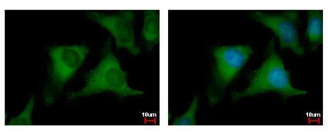 NUDC antibody detects NUDC protein at cytoplasm by immunofluorescent analysis. Sample: HeLa cells were fixed in 4% paraformaldehyde at RT for 15 min.Green: NUDC protein stained by NUDC antibody (NBP2-19604) diluted at 1:500.Blue: Hoechst 33342 staining. 
