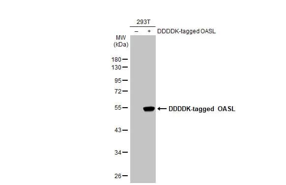 Western Blot OASL Antibody