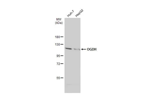 Western Blot: OGDH Antibody [NBP2-19622] - Various whole cell extracts (30 ug) were separated by 7.5% SDS-PAGE, and the membrane was blotted with OGDH antibody [C2C3], C-term (NBP2-19622) diluted at 1:1000. The HRP-conjugated anti-rabbit IgG antibody  was used to detect the primary antibody.