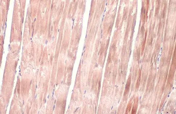 OGDH antibody [C2C3], C-term detects OGDH protein at cytoplasm by immunohistochemical analysis.Sample: Paraffin-embedded mouse muscle.OGDH stained by OGDH antibody [C2C3], C-term (NBP2-19622) diluted at 1:500.Antigen Retrieval: Citrate buffer, pH 6.0, 15 min 