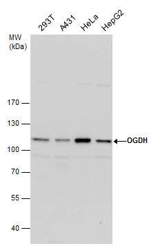 OGDH antibody detects OGDH protein by western blot analysis. Various whole cell extracts (30 ug) were separated by 7.5% SDS-PAGE, and blotted with OGDH antibody (NBP2-19622) diluted by 1:1000. The HRP-conjugated anti-rabbit IgG antibody  was used to detect the primary antibody. 