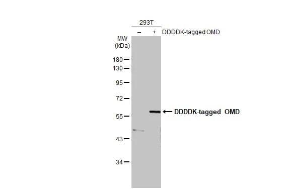 Non-transfected (-) and transfected (+) 293T whole cell extracts (30 ug) were separated by 10% SDS-PAGE, and the membrane was blotted with OMD antibody (NBP2-19626) diluted at 1:5000. The HRP-conjugated anti-rabbit IgG antibody  was used to detect the primary antibody, and the signal was developed with Trident ECL plus-Enhanced. 