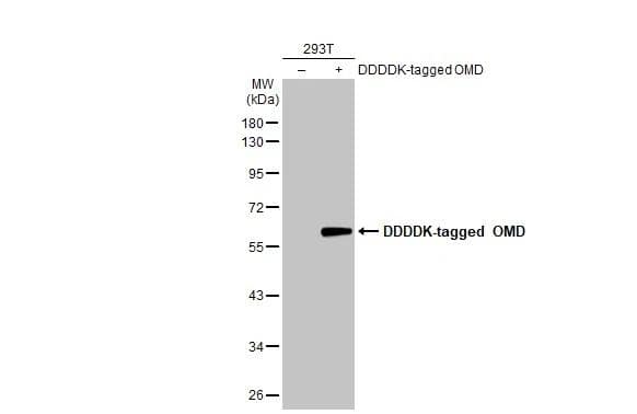 Non-transfected (-) and transfected (+) 293T whole cell extracts (30 ug) were separated by 10% SDS-PAGE, and the membrane was blotted with OMD antibody [N1C1] (NBP2-19627) diluted at 1:5000. The HRP-conjugated anti-rabbit IgG antibody  was used to detect the primary antibody. 