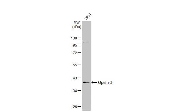 Western Blot: Opsin 3 Antibody [NBP2-19629] - Whole cell extract (30 ug) was separated by 10% SDS-PAGE, and the membrane was blotted with Opsin 3 antibody [N1], N-term (NBP2-19629) diluted at 1:1000. The HRP-conjugated anti-rabbit IgG antibody  was used to detect the primary antibody.