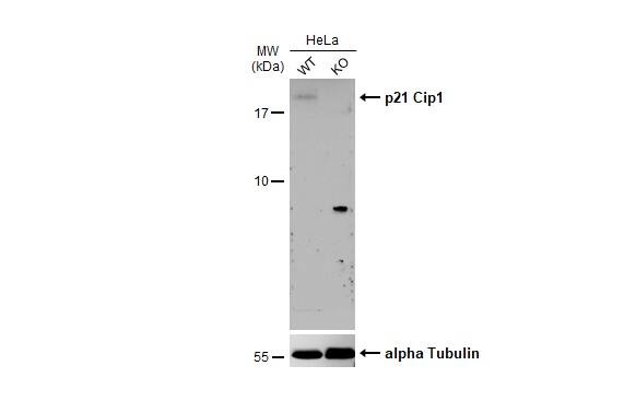 <b>Genetic Strategies Validation. </b>Wild-type (WT) and p21 Cip1 knockout (KO) HeLa cell extracts (30 ug) were separated by 15% SDS-PAGE, and the membrane was blotted with p21 Cip1 antibody (NBP2-19652) diluted at 1:500. The HRP-conjugated anti-rabbit IgG antibody  was used to detect the primary antibody, and the signal was developed with Trident ECL plus-Enhanced. 