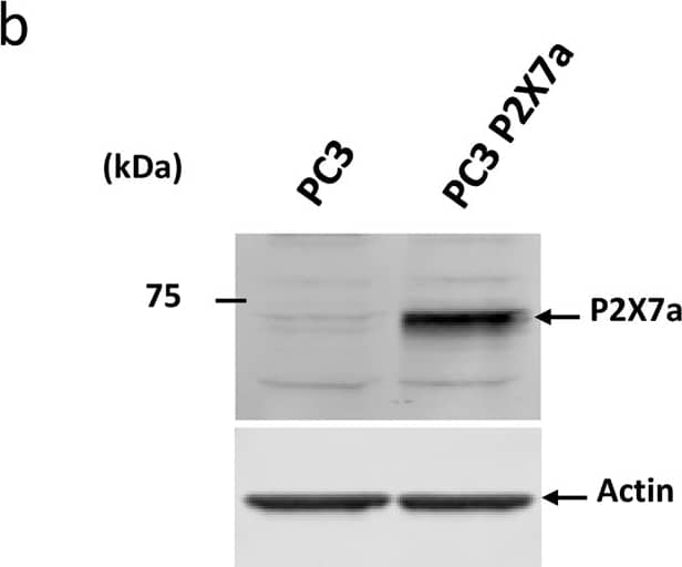nfP2X7 is molecularly distinct from functional P2X7. a BIL03s and L4 binding relative to isotype control was measured by flow cytometry in a panel of cancer cell lines. Mean and SEM from at least three independent experiments are shown. b Western blotting of lysate from PC3 cells or PC3 cells overexpressing P2X7a. Representative images from three independent experiments are shown. c PC3 cells overexpressing P2X7a show increased L4 binding relative to untransfected PC3 but no change in BIL03s binding. Mean and SEM from three independent experiments are shown. Two-way ANOVA with Sidak’s multiple comparison test was used. d Ethidium influx into PC3 cells or PC3 cells overexpressing P2X7a in response to 0.5 mM BzATP or no agonist stimulation. Mean of three independent experiments shown. e Representation of the P2RX7 transcript and the target sequence location for siRNA. a, b, f The effect of P2RX7-targeted siRNA A and B on BIL03s and L4 binding in PC3 cells and PC3 cells overexpressing P2X7a was measured by flow cytometry. Mean and SEM from three independent experiments are shown. Two-way ANOVA with Dunnett’s post test was used to test significance. *P < 0.05, ***P < 0.001 Image collected and cropped by CiteAb from the following open publication (//pubmed.ncbi.nlm.nih.gov/30087439), licensed under a CC-BY license. Not internally tested by Novus Biologicals.
