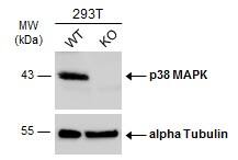 <b>Genetic Strategies Validation. </b>Wild-type (WT) and p38 MAPK knockout (KO) 293T cell extracts (30 ug) were separated by 10% SDS-PAGE, and the membrane was blotted with p38 MAPK antibody [N1C3-2] (NBP2-19662) diluted at 1:500. The HRP-conjugated anti-rabbit IgG antibody  was used to detect the primary antibody. 