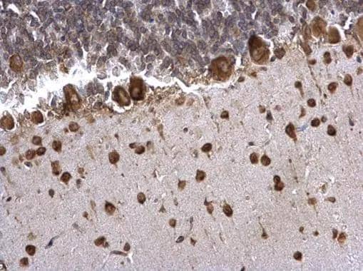 Immunohistochemistry PABP Antibody - BSA Free