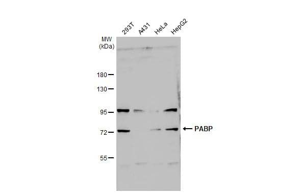 Western Blot PABP Antibody - BSA Free