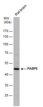 Western Blot PABPC5 Antibody