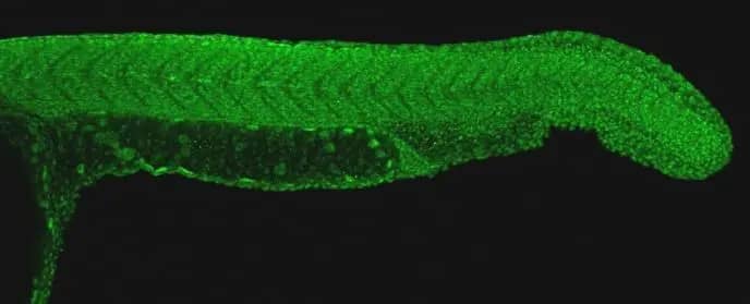 Immunohistochemistry: PAF1 Antibody [NBP2-19675] - PAF1 antibody detects Paf1 protein at nucleus on whole-mount zebrafish embryos by immunohistochemical analysis. Sample: Paraformaldehyde-fixed zebrafish embryos.  PAF1 antibody (NBP2-19675) dilution: 1:200.