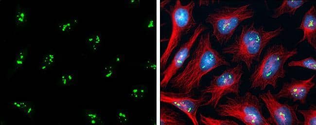 Immunocytochemistry/ Immunofluorescence PAF49 Antibody - BSA Free