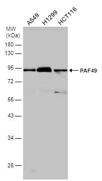 Various whole cell extracts (30 ug) were separated by 10% SDS-PAGE, and the membrane was blotted with PAF49 antibody (NBP2-19676) diluted at 1:1000. 