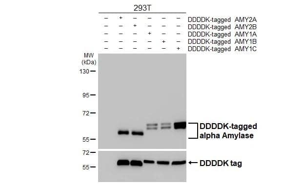 Non-transfected (-) and transfected (+) 293T whole cell extracts (30 ug) were separated by 7.5% SDS-PAGE, and the membrane was blotted with alpha Amylase antibody [N2C2], Internal (NBP2-19687) diluted at 1:5000. The HRP-conjugated anti-rabbit IgG antibody  was used to detect the primary antibody. 