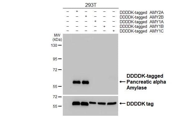 Non-transfected (-) and transfected (+) 293T whole cell extracts (30 ug) were separated by 7.5% SDS-PAGE, and the membrane was blotted with Pancreatic alpha Amylase antibody [N3C3] (NBP2-19688) diluted at 1:5000. The HRP-conjugated anti-rabbit IgG antibody  was used to detect the primary antibody. 