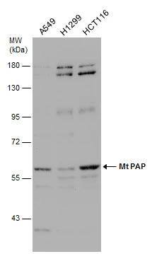 Various whole cell extracts (30 ug) were separated by 7.5% SDS-PAGE, and the membrane was blotted with Mt PAP antibody [N1C1] (NBP2-19689) diluted at 1:3000. 