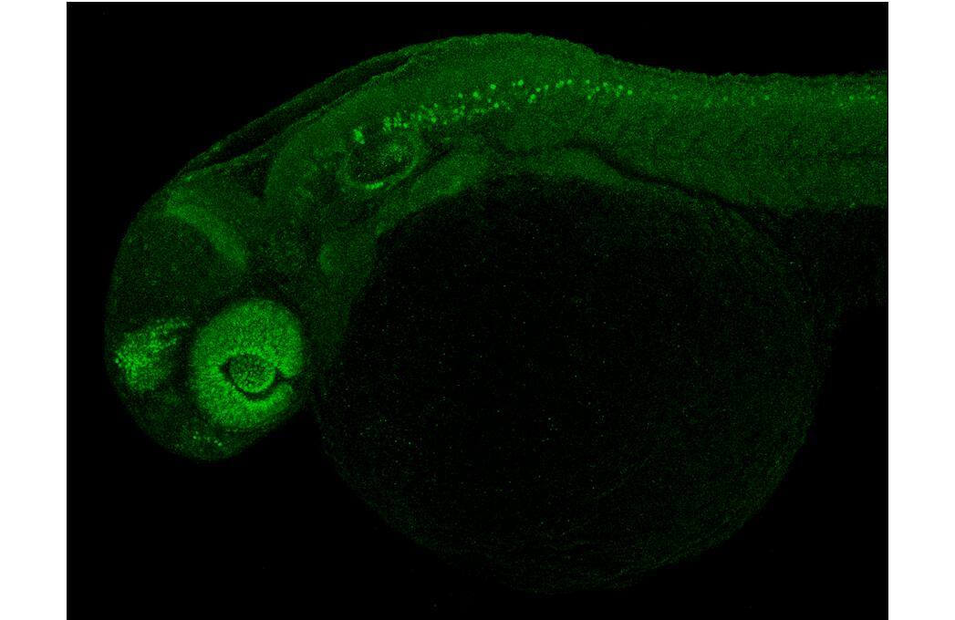 PAX6 antibody detects PAX6 protein by immunohistochemical analysis.Sample: Paraformaldehyde-fixed 2 days-post-fertilization zebrafish embryo.Green: PAX6 stained by PAX6 antibody (NBP2-19711) diluted at 1:200.Antigen Retrieval: Tris-HCl buffer, pH 9.0, 20 min at 70C 