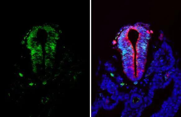 PAX6 antibody detects PAX6 protein by immunohistochemical analysis.Sample: Paraffin-embedded mouse E10.5 embryo.Green: PAX6 stained by PAX6 antibody (NBP2-19711) diluted at 1:500.Red: beta Tubulin 3/ Tuj1, a Cytoskeleton marker, stained by beta Tubulin 3/ Tuj1 antibody [GT11710]  diluted at 1:500.Blue: Hoechst 33342 staining.Antigen Retrieval: Citrate buffer, pH 6.0, 15 min 