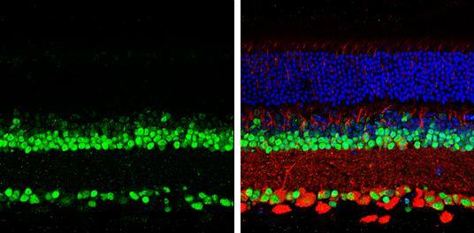 PAX6 antibody detects PAX6 protein by immunohistochemical analysis.Samples: Paraffin-Embedded mouse retina.Green: PAX6 protein stained by PAX6 antibody (NBP2-19711) diluted at 1:250.Red: beta Tubulin 3/ Tuj1, stained by beta Tubulin 3/ Tuj1 antibody [GT1338]  diluted at 1:500.Blue: Fluoroshield with DAPI . br>Antigen Retrieval: Citrate buffer, pH 6.0, 15 min 