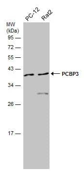 Various whole cell extracts (30 ug) were separated by 12% SDS-PAGE, and the membrane was blotted with PCBP3 antibody [N1C2] (NBP2-19716) diluted at 1:1000. 