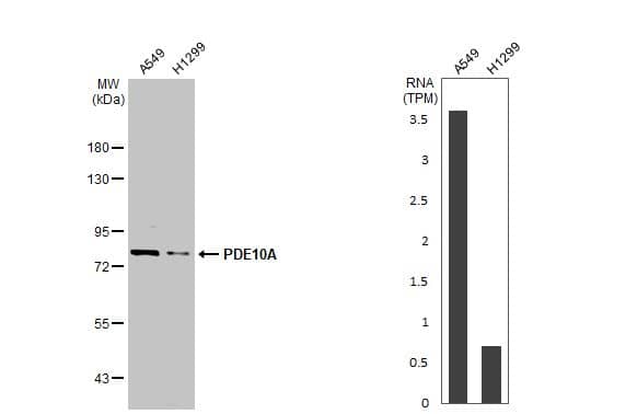 Various whole cell extracts (30 ug) were separated by 7.5% SDS-PAGE, and the membrane was blotted with PDE10A antibody [C2C3], C-term (NBP2-19742) diluted at 1:1000. The HRP-conjugated anti-rabbit IgG antibody  was used to detect the primary antibody. Corresponding RNA expression data for the same cell lines are based on Human Protein Atlas program. 
