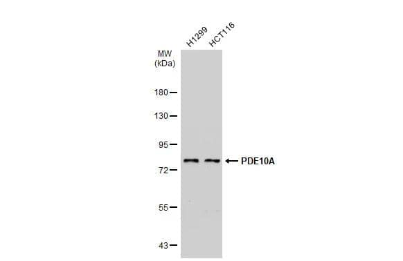 Various whole cell extracts (30 ug) were separated by 7.5% SDS-PAGE, and the membrane was blotted with PDE10A antibody [C2C3], C-term (NBP2-19742) diluted at 1:1000. The HRP-conjugated anti-rabbit IgG antibody  was used to detect the primary antibody. 