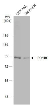 Western Blot: PDE4B Antibody [NBP2-19745] - Various whole cell extracts (30 ug) were separated by 7.5% SDS-PAGE, and the membrane was blotted with PDE4B antibody [C2C3], C-term (NBP2-19745) diluted at 1:3000. The HRP-conjugated anti-rabbit IgG antibody  was used to detect the primary antibody, and the signal was developed with Trident ECL plus-Enhanced.