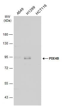 Western Blot: PDE4B Antibody [NBP2-19745] - Various whole cell extracts (30 ug) were separated by 7.5% SDS-PAGE, and the membrane was blotted with PDE4B antibody [C2C3], C-term (NBP2-19745) diluted at 1:1000. The HRP-conjugated anti-rabbit IgG antibody  was used to detect the primary antibody, and the signal was developed with Trident ECL plus-Enhanced.