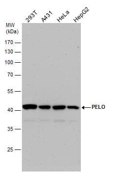 Western Blot PELO Antibody - BSA Free