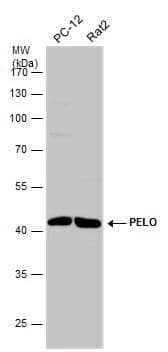 Western Blot PELO Antibody - BSA Free