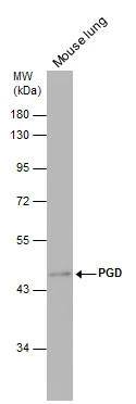 PGD antibody detects PGD protein by western blot analysis. Mouse tissue extracts (50 ug) was separated by 10% SDS-PAGE, and the membrane was blotted with PGD antibody (NBP2-19783) diluted at 1:500. 