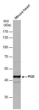 PGD antibody detects PGD protein by western blot analysis. Mouse tissue extracts (50 ug) was separated by 10% SDS-PAGE, and the membrane was blotted with PGD antibody (NBP2-19783) diluted at 1:1000. 