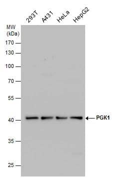Western Blot PGK1 Antibody - BSA Free