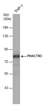 Western Blot PHACTR3 Antibody - BSA Free