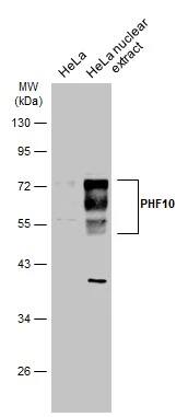 Western Blot: PHF10 Antibody [NBP2-19795] - HeLa whole cell and nuclear extracts (30 ug) were separated by 10% SDS-PAGE, and the membrane was blotted with PHF10 antibody (NBP2-19795) diluted at 1:1000. The HRP-conjugated anti-rabbit IgG antibody  was used to detect the primary antibody.