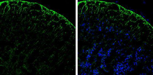PHGDH antibody [N3C2], Internal detects PHGDH protein by immunohistochemical analysis.Sample: Frozen-sectioned rat E13.5 brain.Green: PHGDH stained by PHGDH antibody [N3C2], Internal (NBP2-19801) diluted at 1:250.Blue: Fluoroshield with DAPI . 