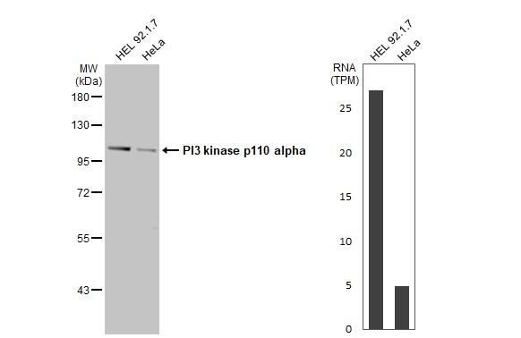 Western Blot PIK3CA Antibody - BSA Free
