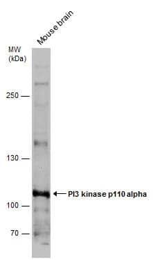 Western Blot PIK3CA Antibody - BSA Free