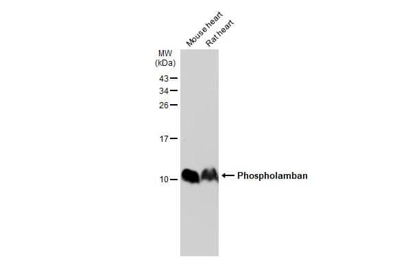 Western Blot Phospholamban Antibody - BSA Free